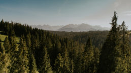 Wesele w Restauracji Jan 8